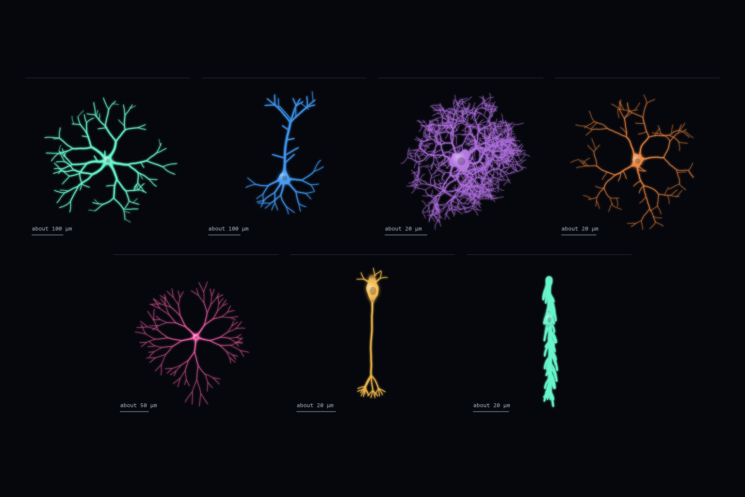 All seven sketches together on a dark ground: stellate, pyramidal, astrocyte and microglia in the top row, starburst amacrine, bipolar and M&uuml;ller glia below.