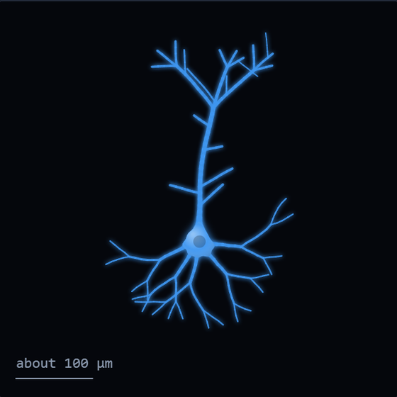 Sketch of a pyramidal cell in blue: a pointed cell body low in the frame, one long branch rising straight up to a tuft at the top with short side branches on the way, and a skirt of shorter branches spreading below. A scale bar reads about 100 micrometres.