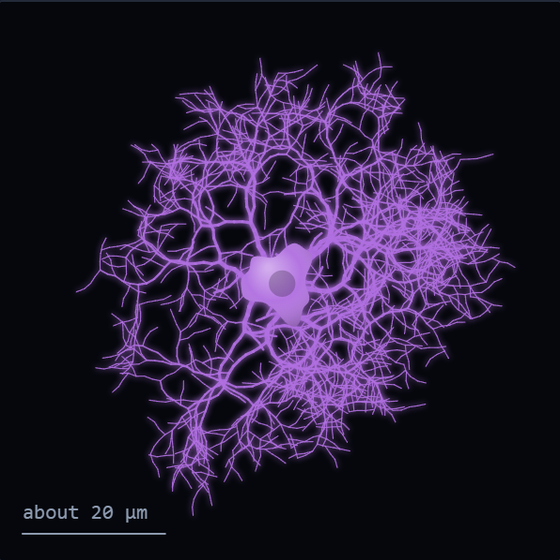 Sketch of an astrocyte in violet: a rounded cell body almost hidden inside a dense bushy cloud of short tangled branches that fills most of the frame. A scale bar reads about 20 micrometres.