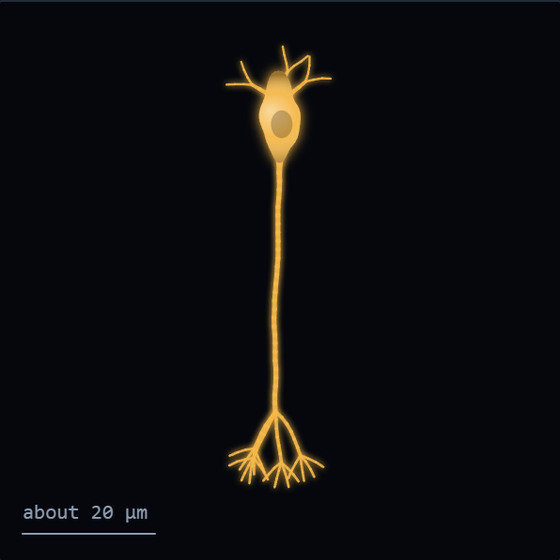 Sketch of a bipolar cell in amber: an oval cell body near the top with a few short branches above it, a single long thin line running straight down, and a small spray of short branches at the bottom. A scale bar reads about 20 micrometres.
