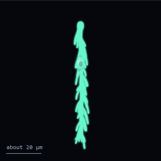 Sketch of a M&uuml;ller glial cell in pale green: one thick vertical trunk running the height of the frame, fringed along its whole length with short fuzzy side branches, with a tall narrow cell body partway down. A scale bar reads about 20 micrometres.